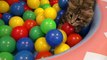 Ils ont monté une piscine de boules colorées pour leurs chats, lorsqu’ils l’ont découverte... Vous DEVEZ voir leur réaction !
