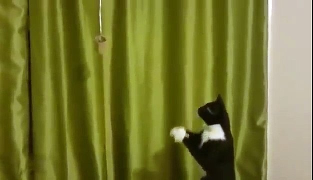 Ce petit chat voit un jouet, mais a une drôle de façon d'essayer de l'attraper, regardez attentivement ses pattes avant !