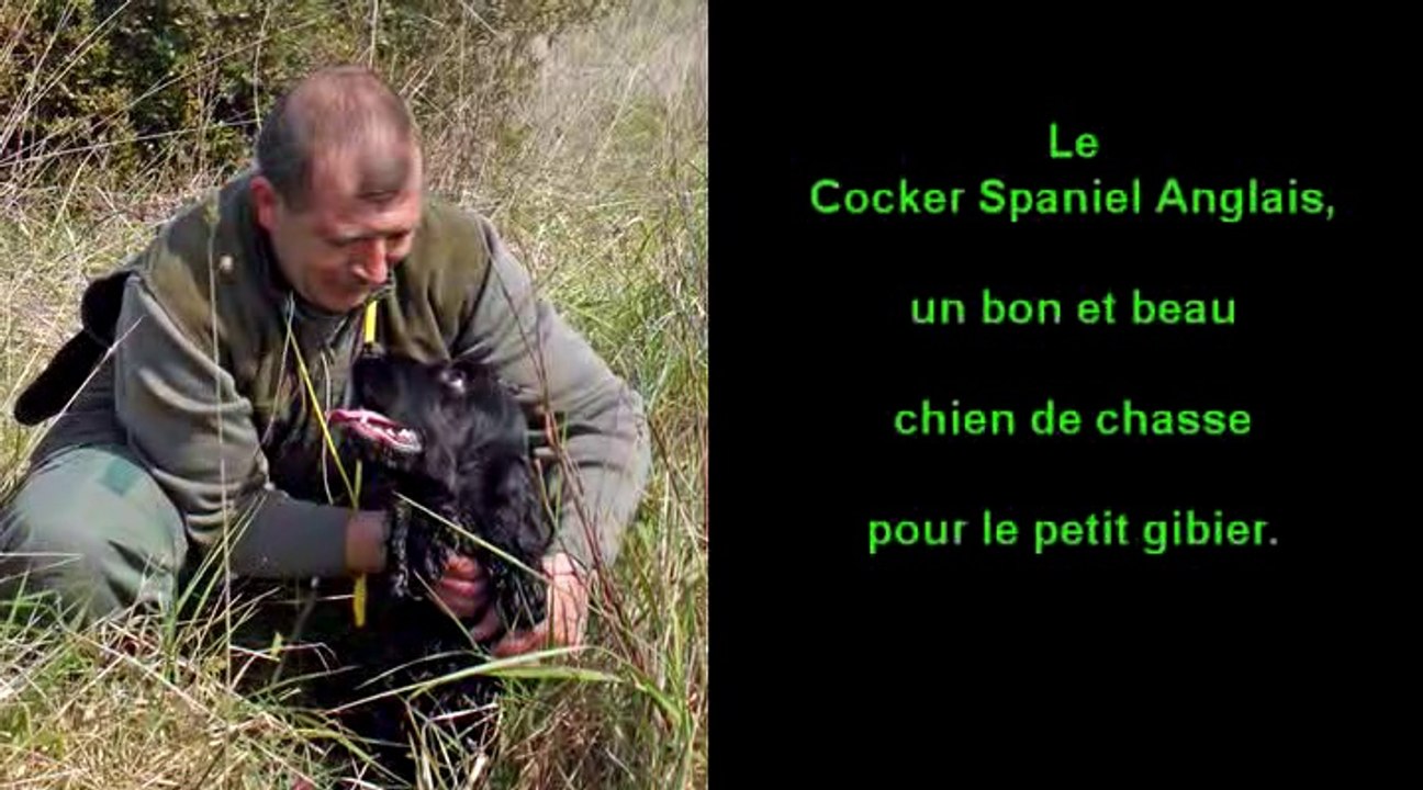 Le Cocker Spaniel Anglais