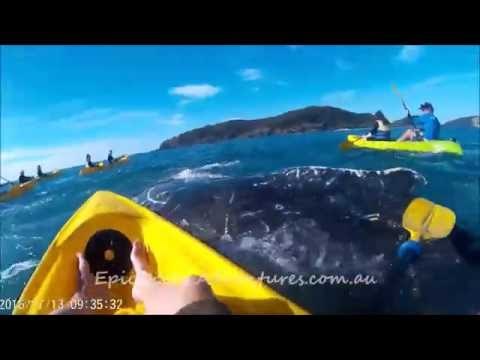 Injured Whale Approaches Kayakers for Help