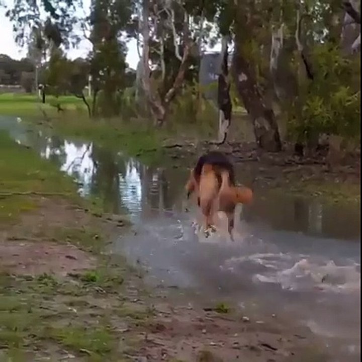 Un berger allemand s'éclate dans l'eau