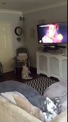 Un bouledogue danse devant la télé