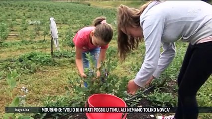 POČELA BERBA BOROVNICA (26 07 2015)