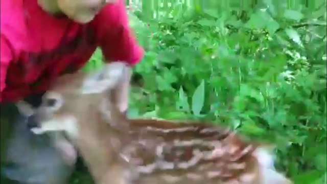 The Cutest Funniest Pet & Animal Home Video Bloopers of 2016 Weekly Compilation | Kyoot Animals