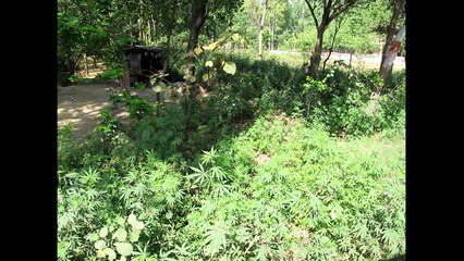 Illegal Drugs That Could Change Medicine - Future 5