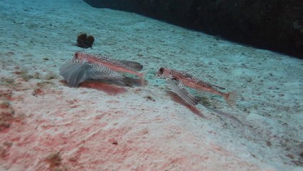 Scuba Diving Encounters: Flying Gurnards at Cayman Brac