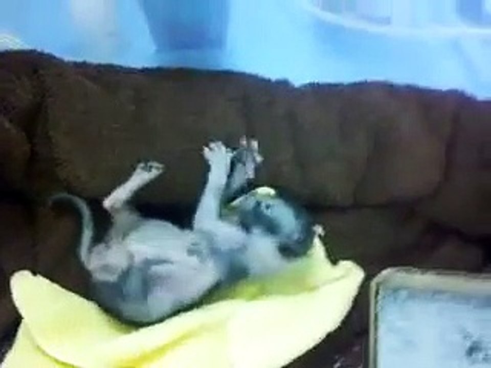 Il gatto-lupo mannaro, incredibile incrocio