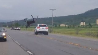 SUV Collides With Moose And Sends It Flying