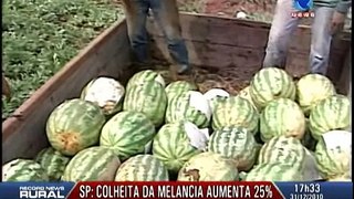 Colheita da melancia aumenta 25% em SP