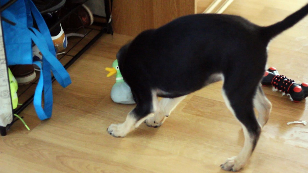 Stella July 2016 with a duck 02