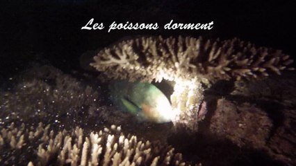 2016.04.20 Plongée nuit sèche croissant