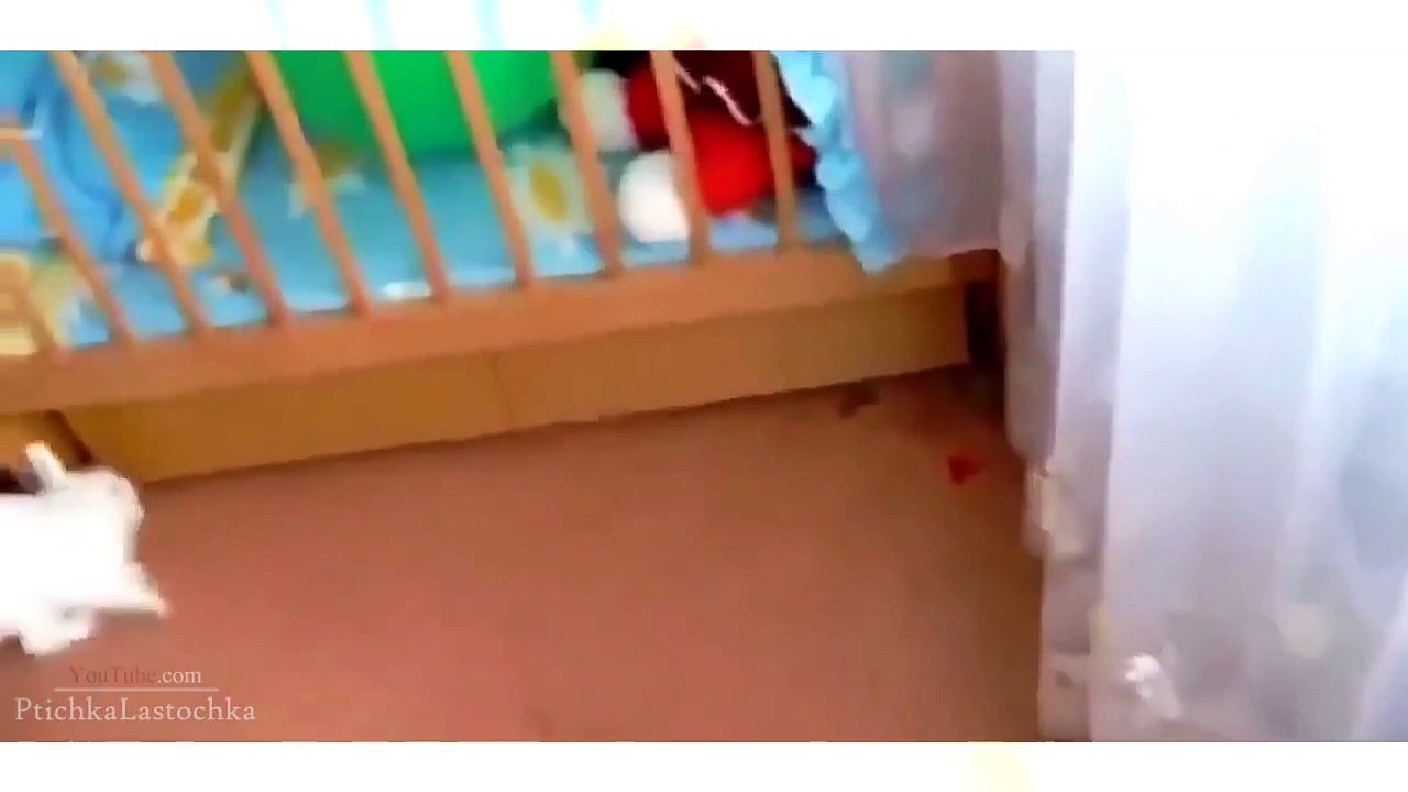 Funny Animal Videos