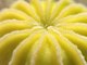 Papaver Somniferum Poppies via OrganicalBotanicals.com 2016 Poppy Seed Collection Part 1