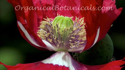 Papaver Somniferum Poppies via OrganicalBotanicals.com 2016 Poppy Seed Collection Part 2