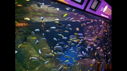 BABYMETAL REDDIT NY/NJ KITSUNES MEETUP @ CONEY ISLAND - JULY 2016