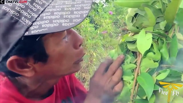 Hunting wild bees In Cambodia