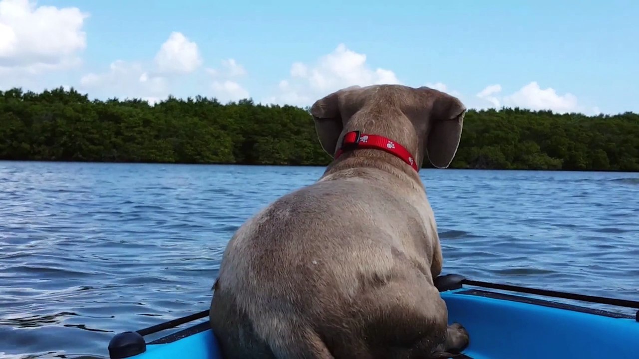 Dog Wants To Befriend Dolphin
