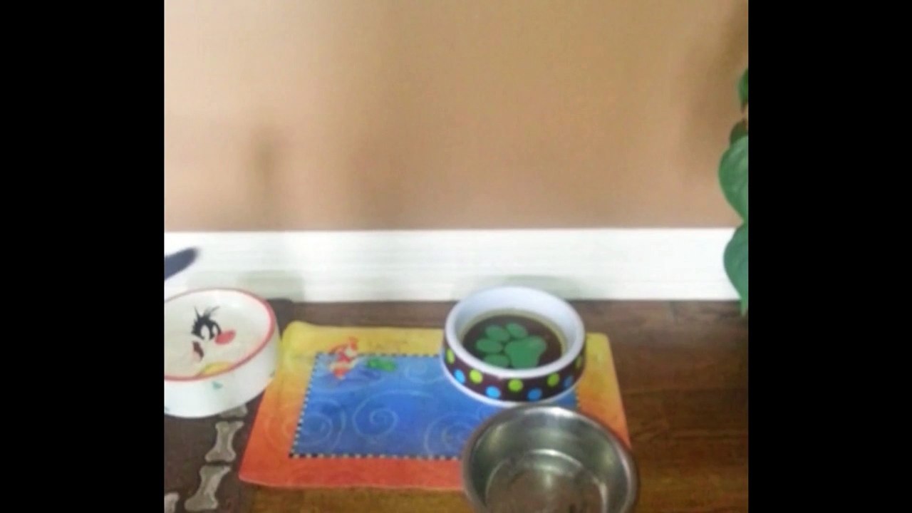 6 Mischevious Cats Who Are Up To No Good