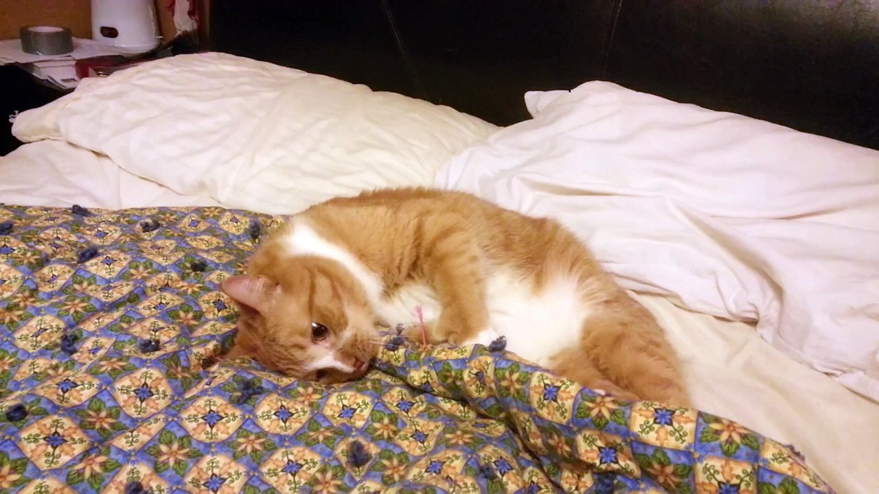 Funny Cat Can't Stop Sneezing