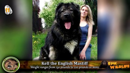 15  Chiens les Plus Grands dans le monde !