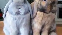 Trop Mignon!