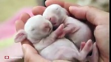 Adorables ces lapinous!