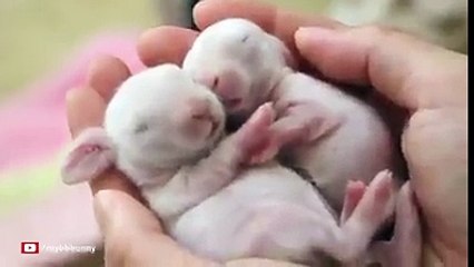 Adorables ces lapinous!