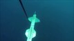 Attaque de requin sur un drone sous marin