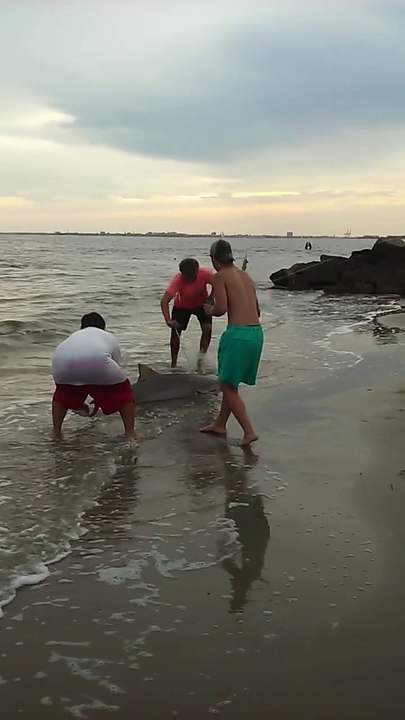 Des pecheurs attrapent un requin et le relache