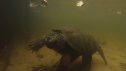 Ce gars a une monstrueuse tortue serpentine sous son ponton