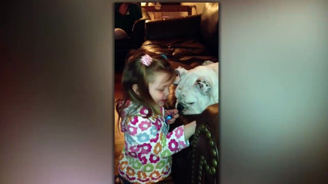 Une fillette fait une manucure à son bulldog! Vernis à ongle et tout!