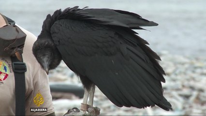 Vultures help solve Peru’s waste problem