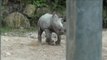 Incroyable naissances au zoo d Amnéville : un bébé rhinocéros adorable