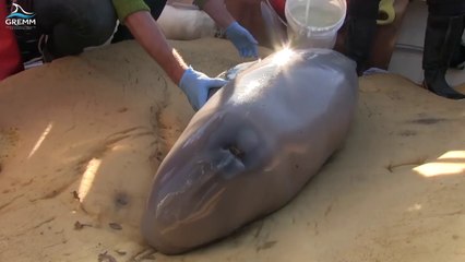 Ces marins sauvent un bébé Béluga échoué sur une plage