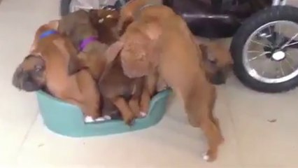 Ces chiots s'entassent dans un panier trop petit