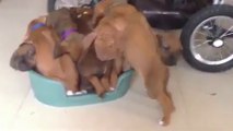 Ces chiots s'entassent dans un panier trop petit