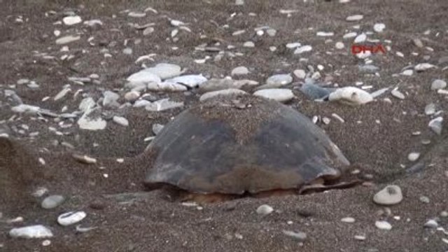 Kemer - Caretta Yavruları Denizle Buluşuyor