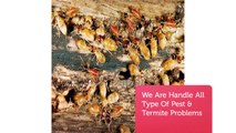 O'Connor Pest & Termite Control Simi Valley