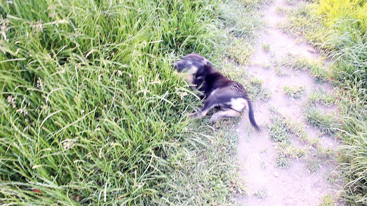 Stella playing in the grass May 2016