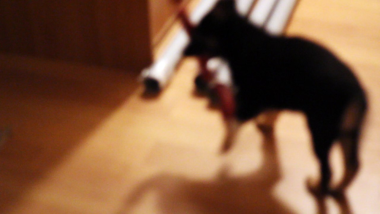 Stella plastic sausage May 2016