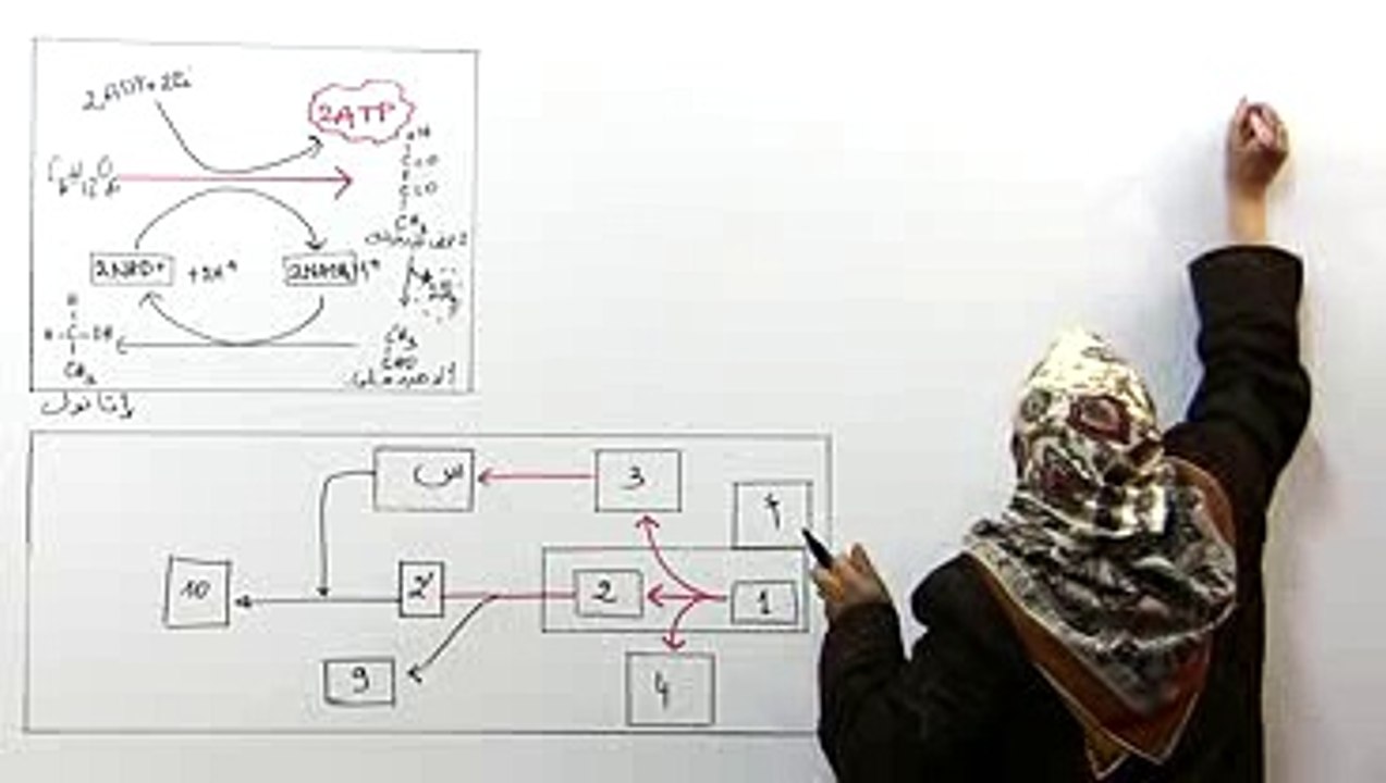 كيفية تجديد نواقل خلال التخمر