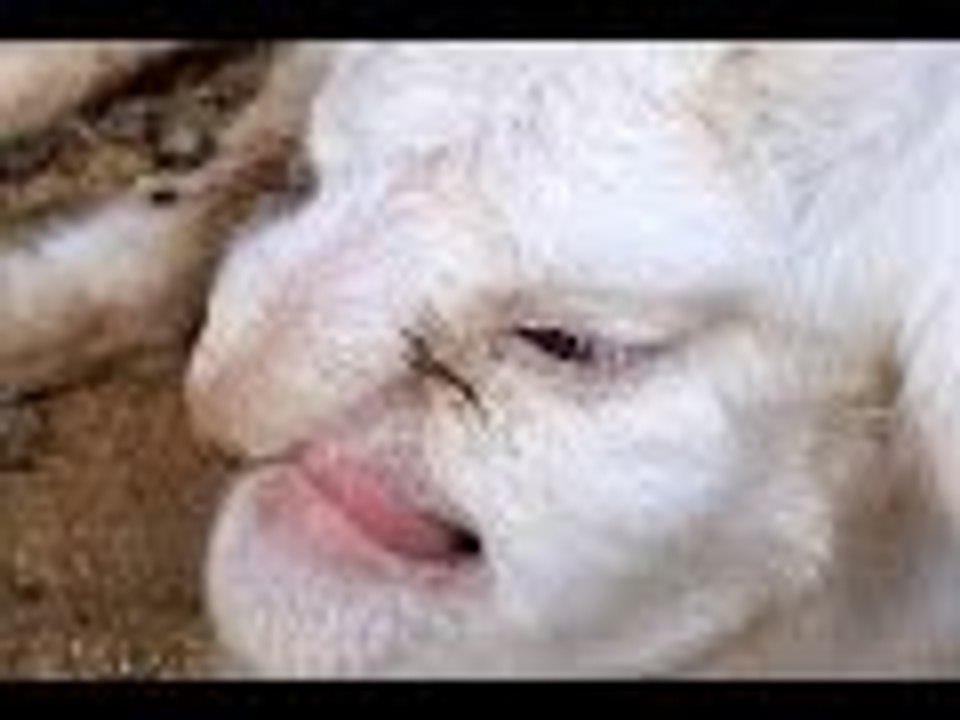 Incredible Animal Hybrids That Actually Exist !! 2016 - 2017