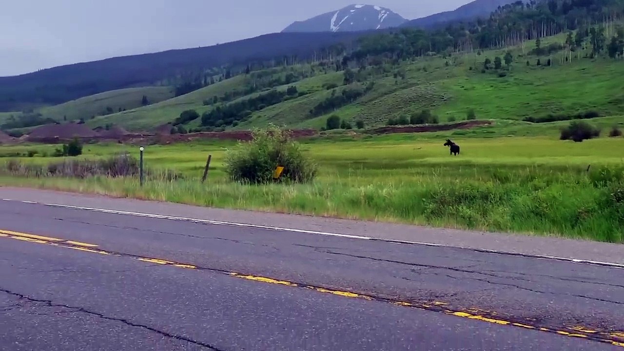 Cette voiture percute un élan de plein fouet qui voltige avant de tomber au sol