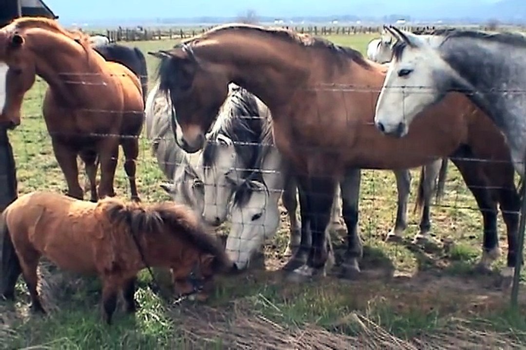 L'instant meugnon : 5 étalons s'alignent près de la clôture, mais admirez bien  la suite ! Incroyable