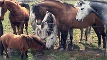 L'instant meugnon : 5 étalons s'alignent près de la clôture, mais admirez bien  la suite ! Incroyable