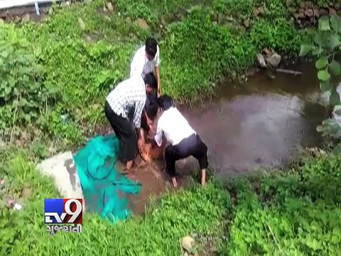 Maharashtra : Dog rescued after getting head stuck in plastic jar - Tv9 Gujarati