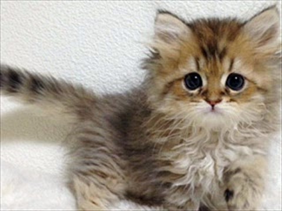 猫　地下鉄にのって