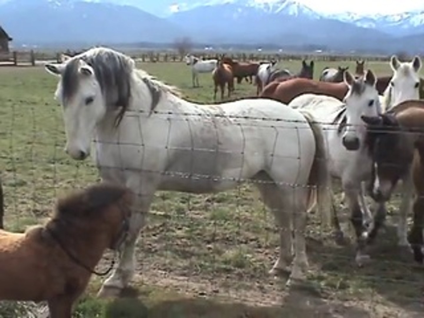 Des Chevaux Magnifiques Viennent Dire Bonjour A Un Petit Poney Trop Mignon Video Dailymotion