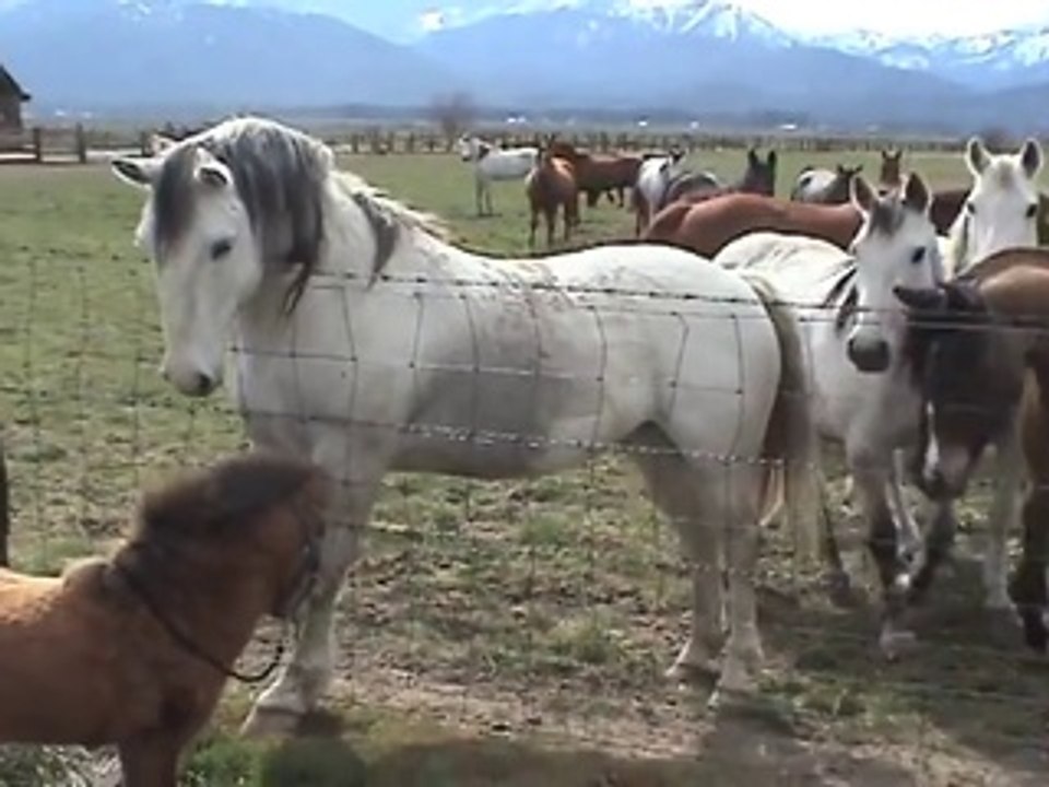 Des chevaux magnifiques viennent dire bonjour à un petit poney : trop mignon