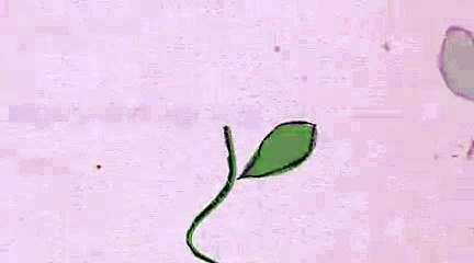 Brunch Info - HSE - 26 Mai 2011